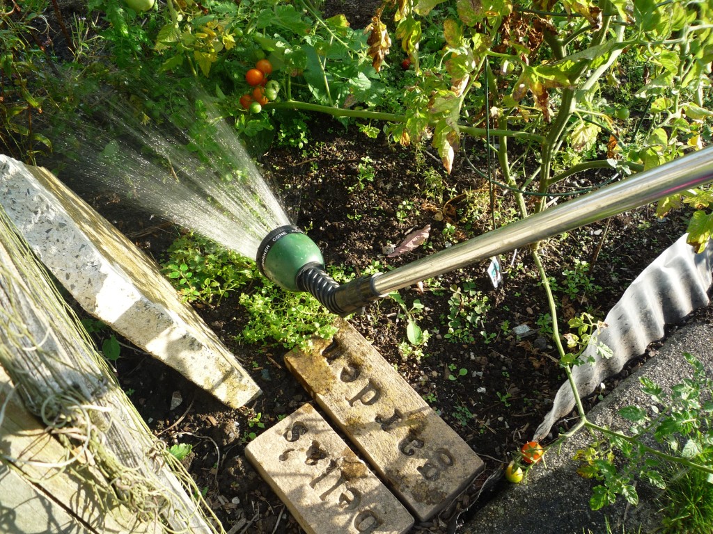 Bean's Garden Photo
