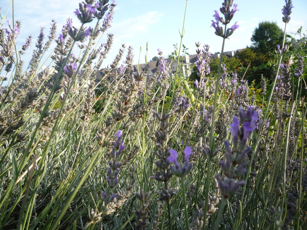 Bean's Lavendar Photo