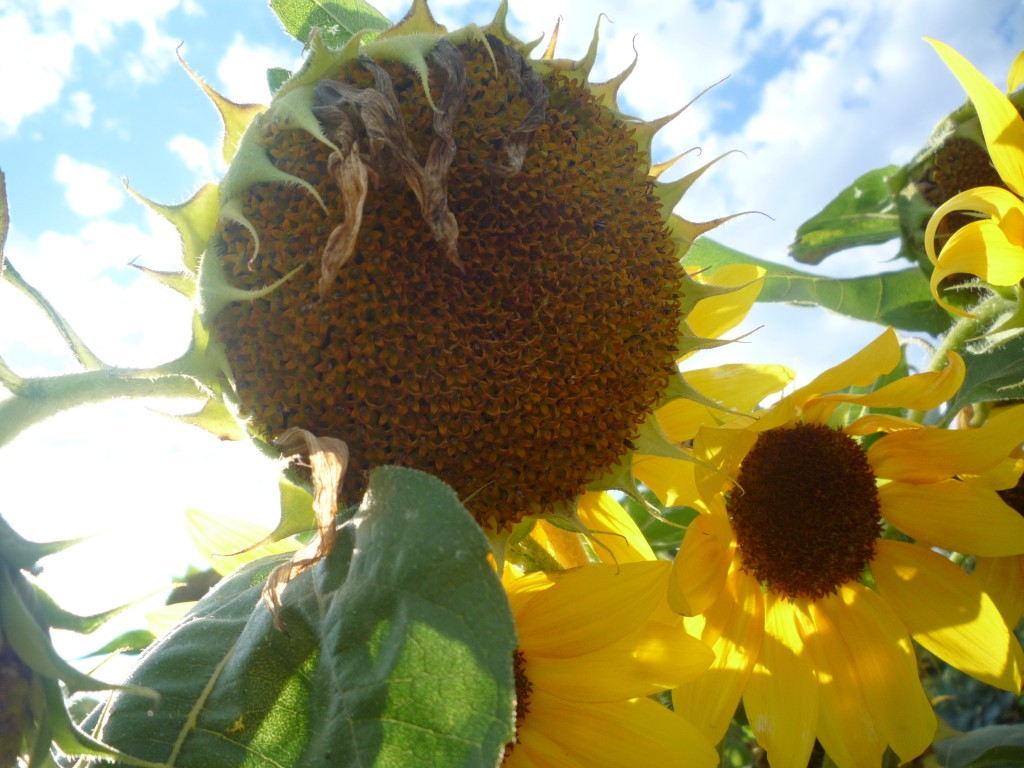 Bean's Sunflower Photo