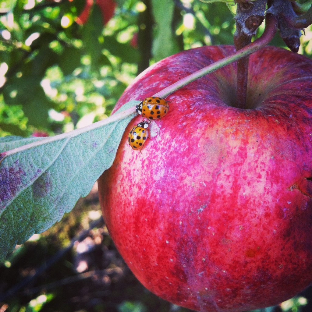 Two ladybugs on an apple at an apple farm in BC.