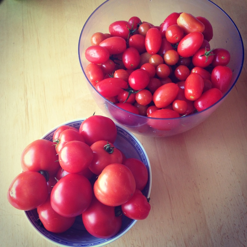 Gifts from my garden. 10 pounds of beautiful tomatoes