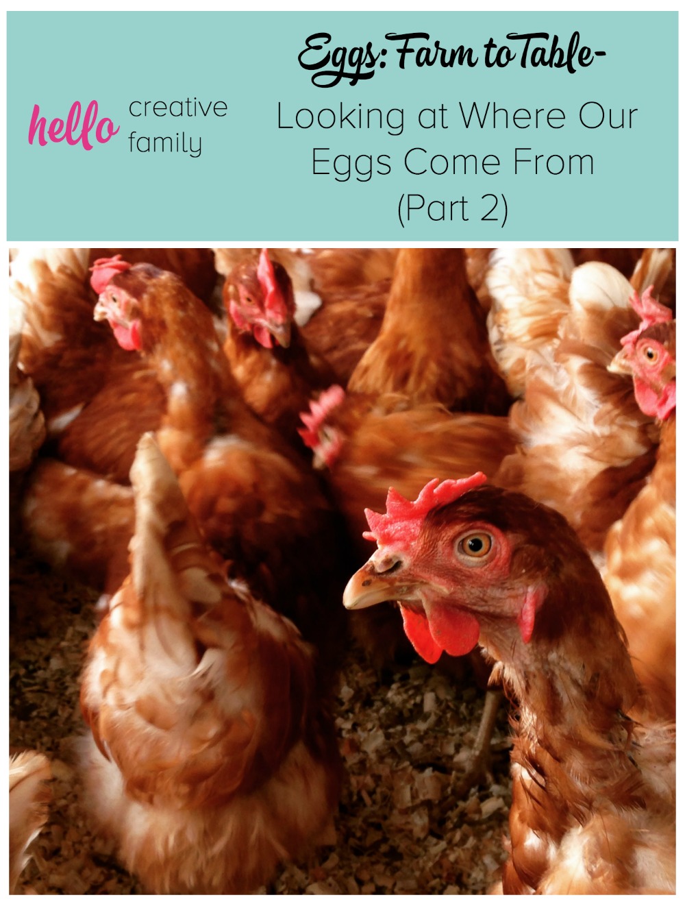 Eggs: Farm to Table- Looking at Where Our Eggs Come From (Part 2)