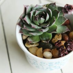 Have a black thumb? Turn your black thumb to green with succulents! Seriously! These things are so easy to grow. Low maintenance plants that look pretty? Bonus! Check out this adorable DIY Succulent Teacup Planter.
