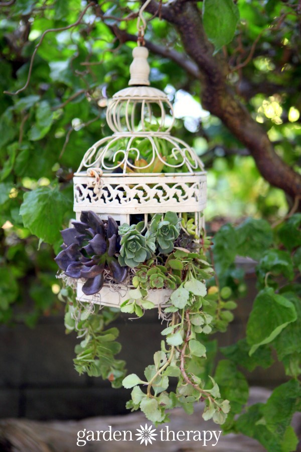 Succulent Birdcage Planter from Garden Therapy