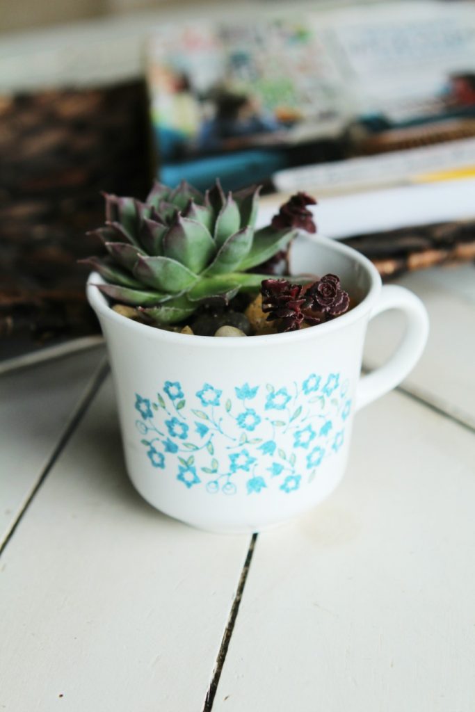 Have a black thumb? Turn your black thumb to green with succulents! Seriously! These things are so easy to grow. Low maintenance plants that look pretty? Bonus! Check out this adorable DIY Succulent Teacup Planter. Makes an easy handmade gift idea! This would be so cute for Valentine's Day!