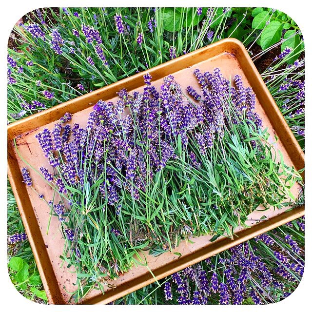 Who knew it was so easy? Learn to make DIY Lavender Essential Oil Tincture at home! The first post in Hello Creative Family's Think Ahead Handmade Gift Ideas Series! This lovely lavender extract can be used in a variety of lavender recipes and DIY projects! Simple to make and makes a lovely gift!