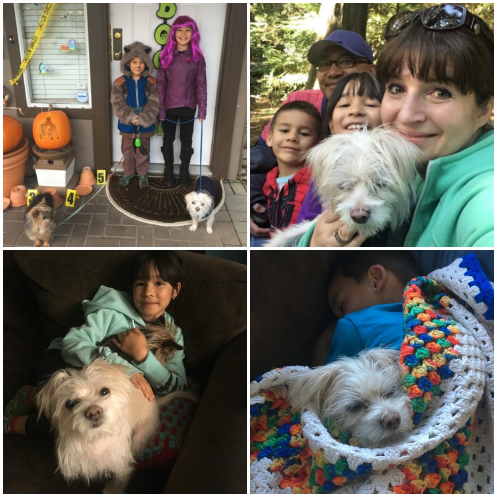 Hello Creative Family has a new family member-- Mochi! Crystal shares her rescue dog adoption story and how this loveable Maltese Terrier came to live with them in her October Recap.