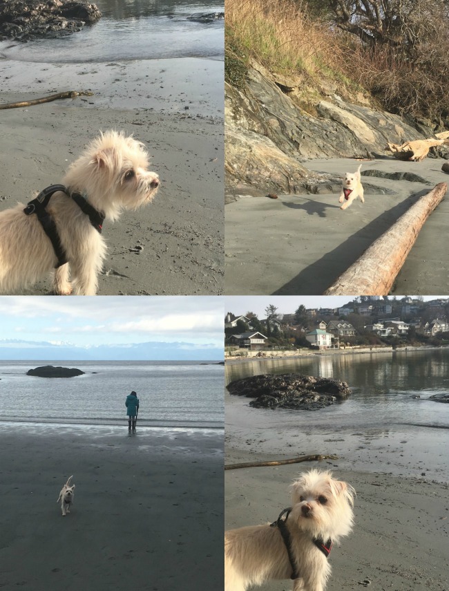 This year's spring break included a family trip to Victoria! Read about the adventures that Hello Creative Family had while travelling in BC along with Crystal's picks for things she loved in March! 