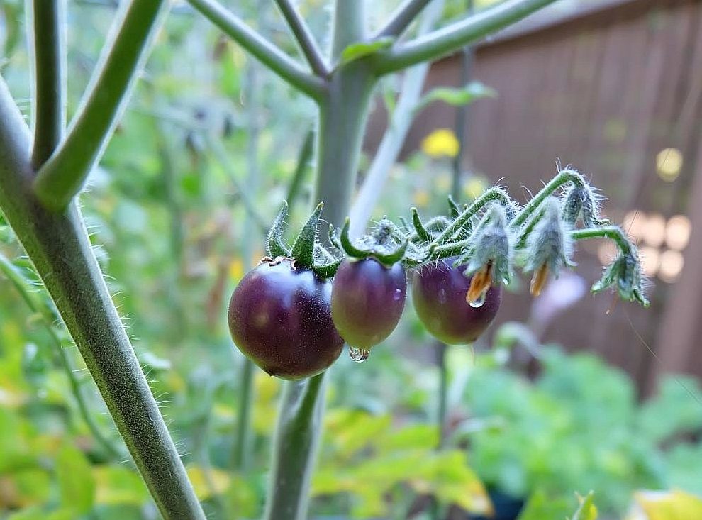 Blueberry Tomatoes Growing In The Garden