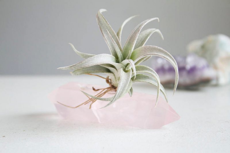 Shop Handmade Mother's Day Gift Ideas For Mom: Rose Quartz Airplant Holder from Falcon and Finch
