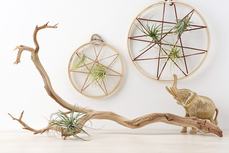 We're combining two of our favorite things-- air plants and string art to create one amazing project! Check out our DIY Air Plant String Art Tutorial to learn how to make this awesome home decor piece that's easy and low maintenance to care for. These would make great handmade housewarming gifts, graduation gifts, teacher gifts, wedding shower gifts and more! #AirPlants #StringArt #DIY #Crafts
