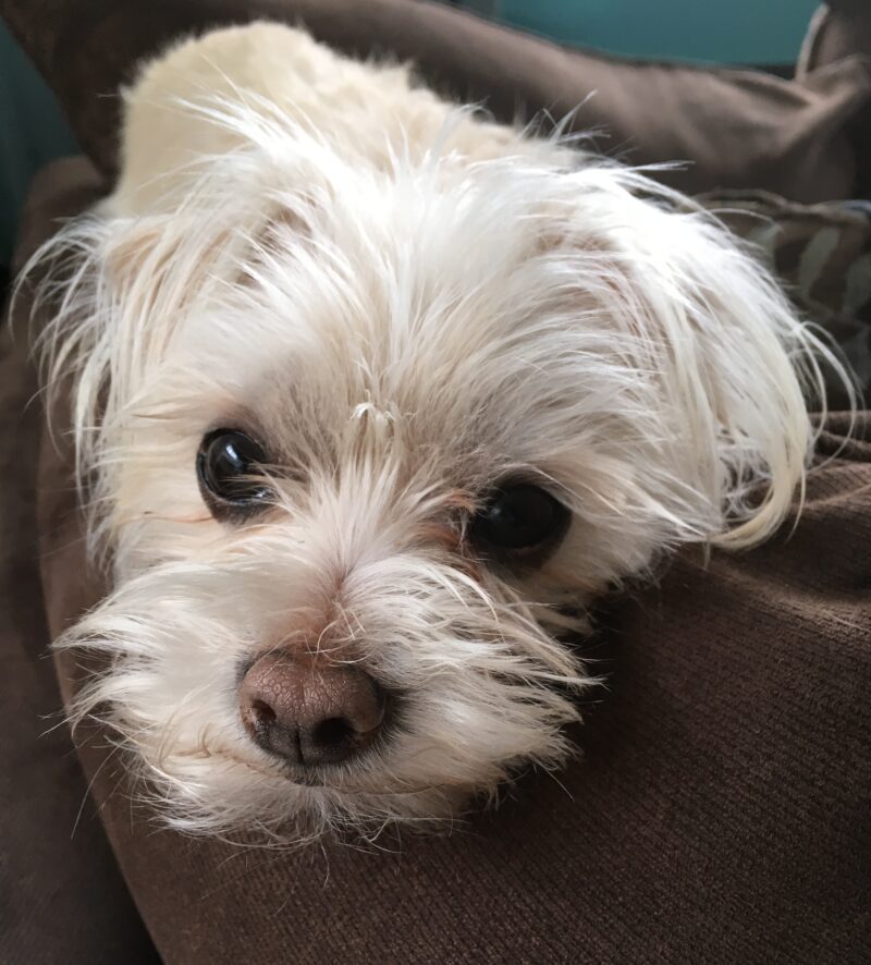 Mochi the Maltese Terrier Rescue Dog