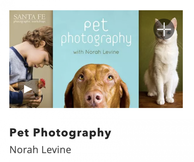 Kids Online Pet Photography Class