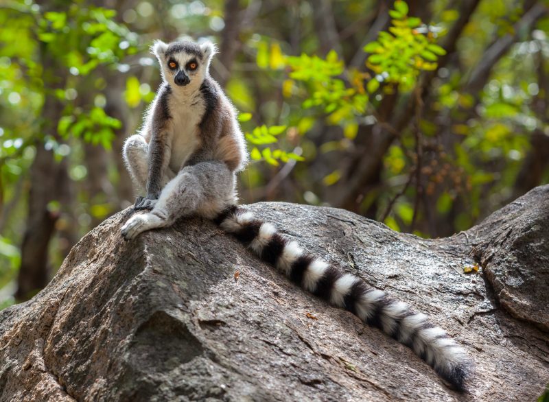 A lemur sits on a rock. 