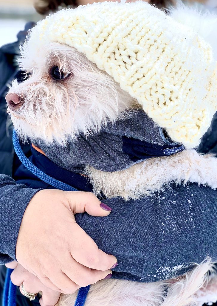 White fluffy rescue dog wearing a knit hat being held in the snow. 