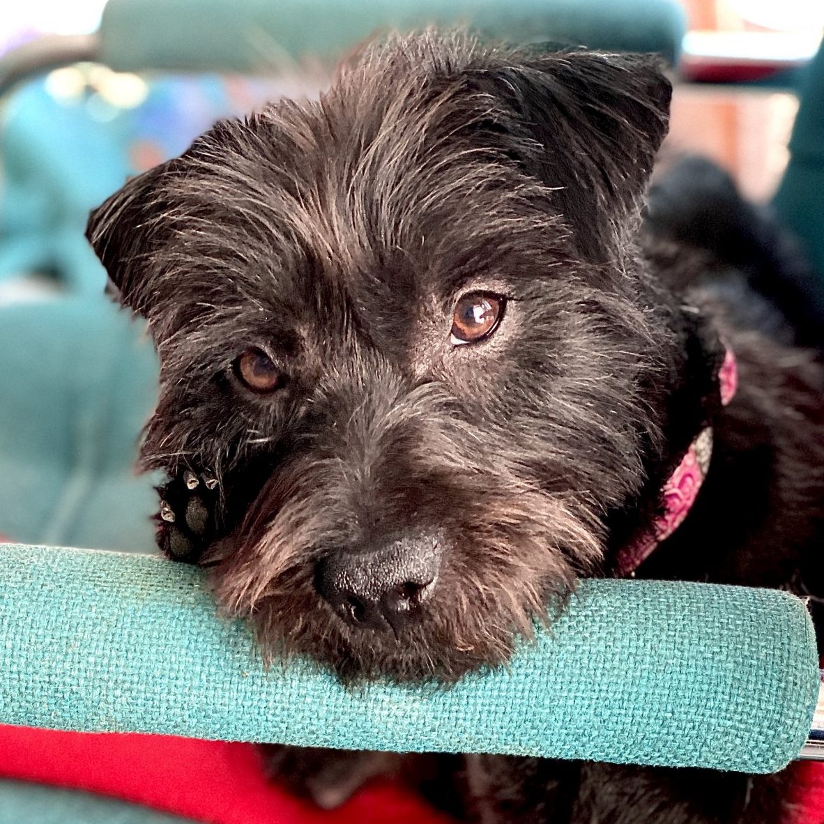 Marley and adorable black terrier sitting on a chair with his chin resting on the arm gazing at the camera.