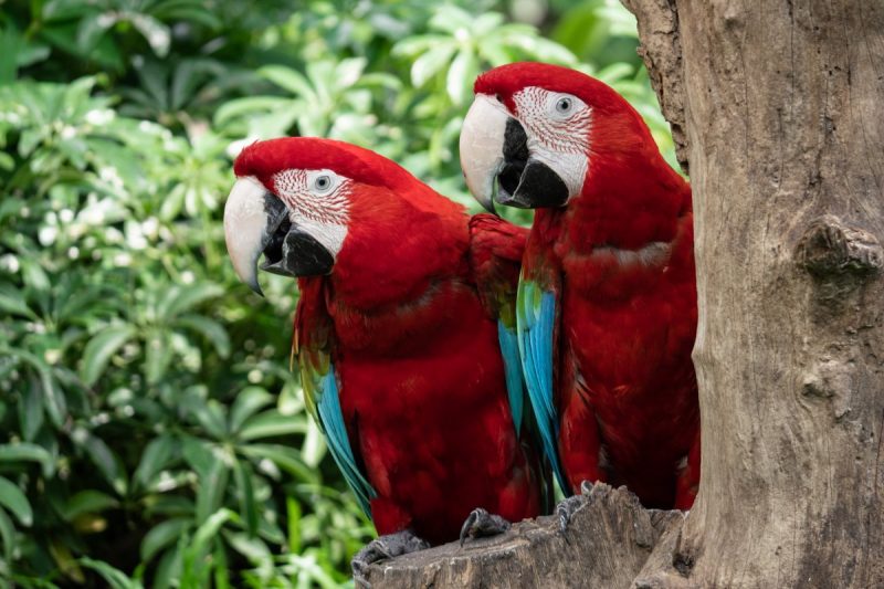 Two scarlet macaws sitting in a tree.