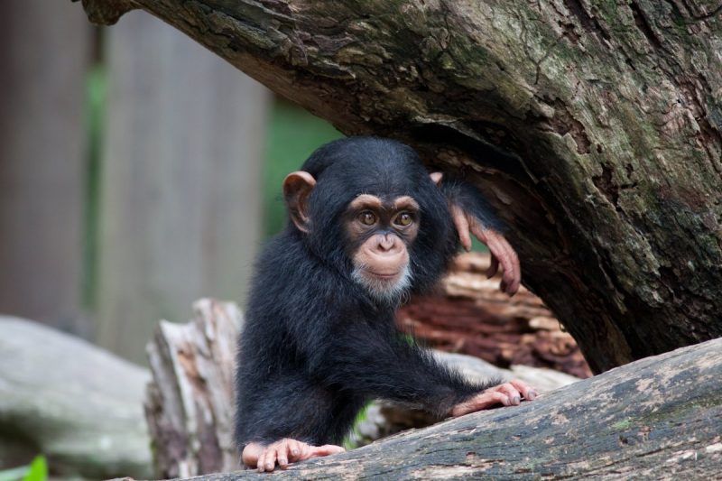Adorable baby chimpanzee sitting on a log.
