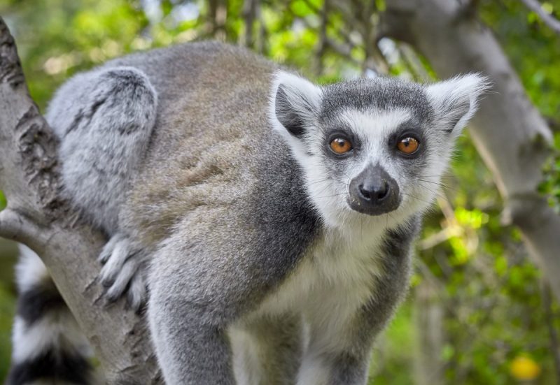 Lemur sitting in a tree.