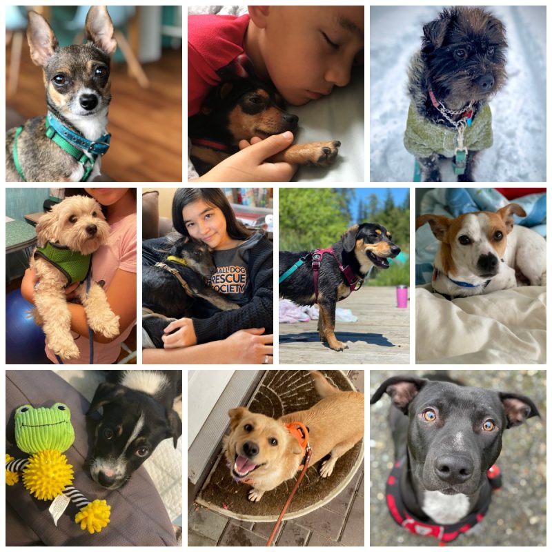 Hello Creative Family Foster Dogs From Small Dog Rescue BC