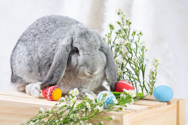 Grey Easter Bunny on crate with easter eggs and white flowers