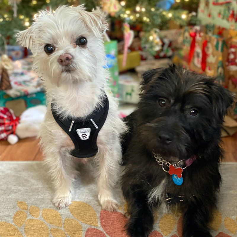 Mochi and Marley sitting in front of the Christmas Tree.