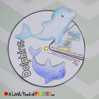 Dolphin Facts Craft Spinner by A Little Pinch of PerfectDolphin Facts Craft Spinner by A Little Pinch of Perfect
